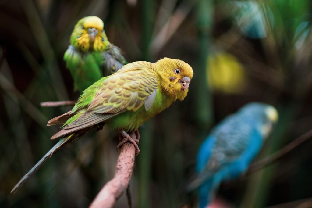 Das Foto zeigt einen Falben auf dem Ast