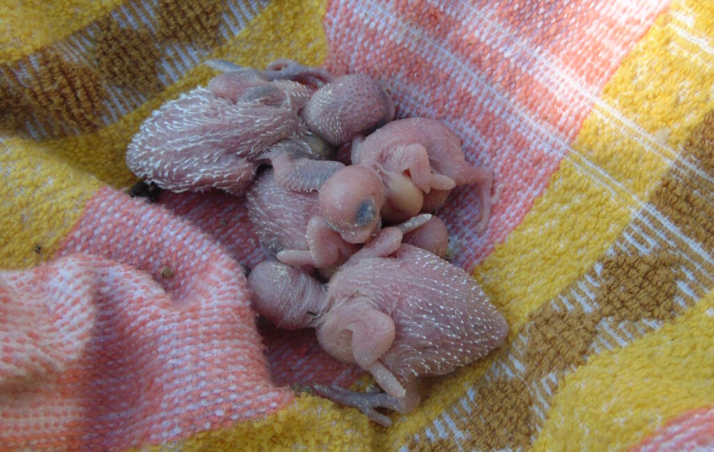 Das Foto zeigt noch ganz kleine Wellensittichbabys
