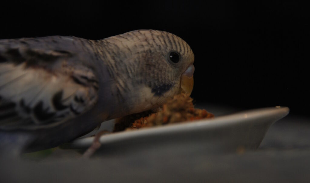 Das Foto zeigt eine Futterschale aus Keramik aus der ein Vogel frisst
