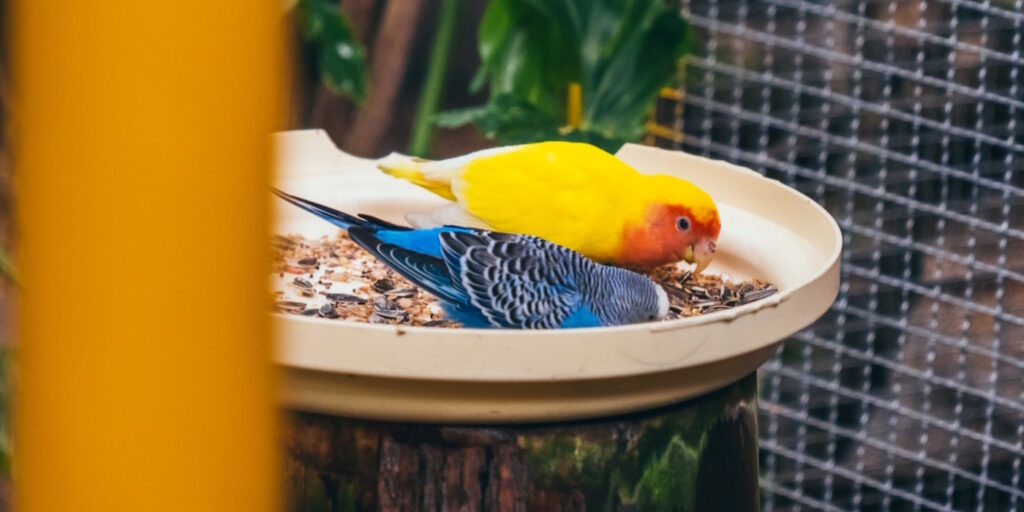 Das Foto zeigt zwei Vögel an der Futterstelle