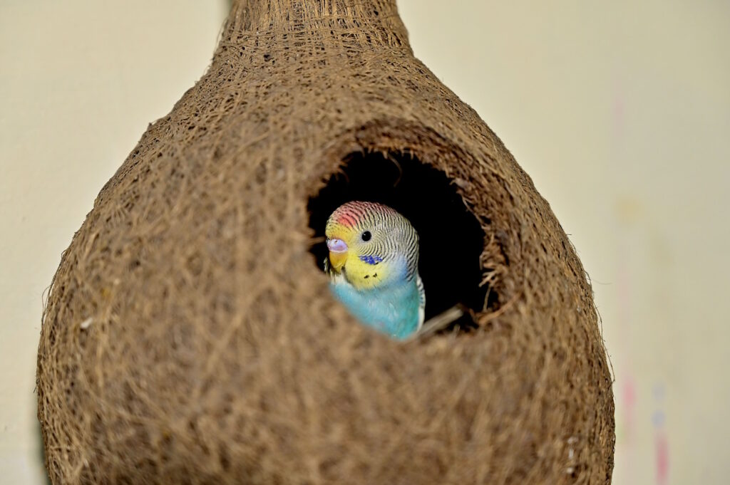 Das Foto zeigt einen Wellensittich in einer Bruth&ouml;hle