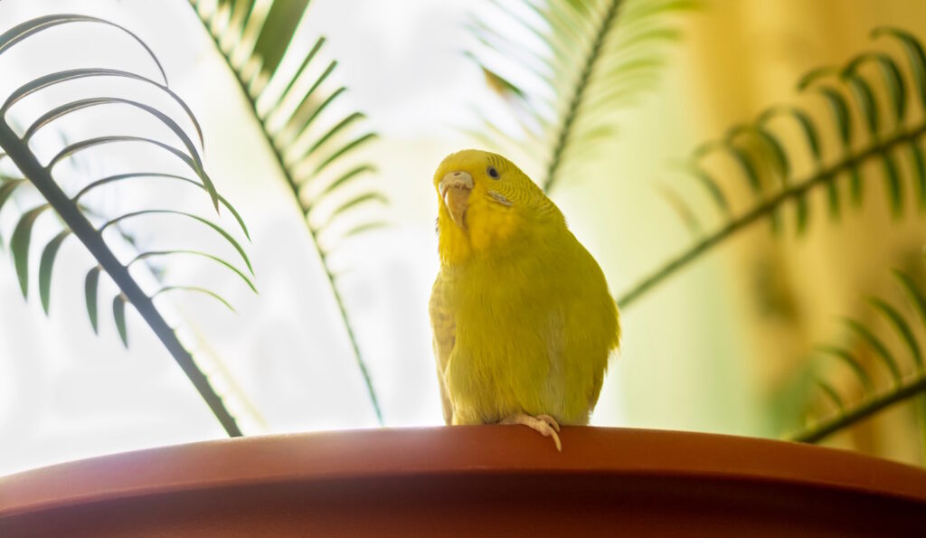 Das Foto zeigt einen Wellensittich neben einer Topfpflanze