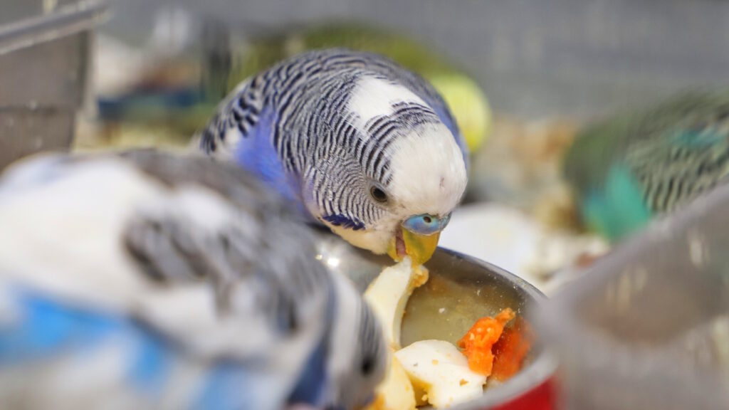 Das Foto zeigt einen Wellensittich der Obst aus einer Schale frisst