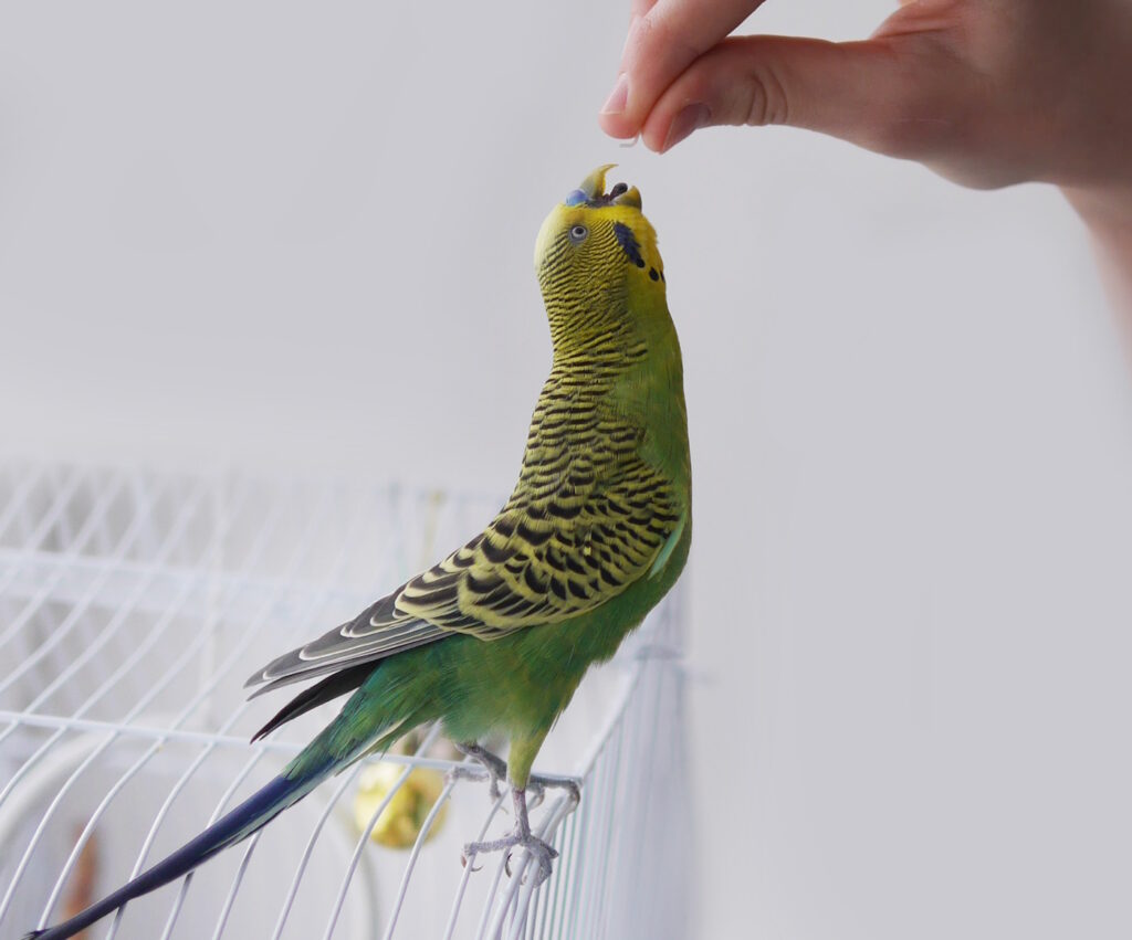 Das Foto zeigt einen Wellensittich, der ein Blatt aus der Hand frisst