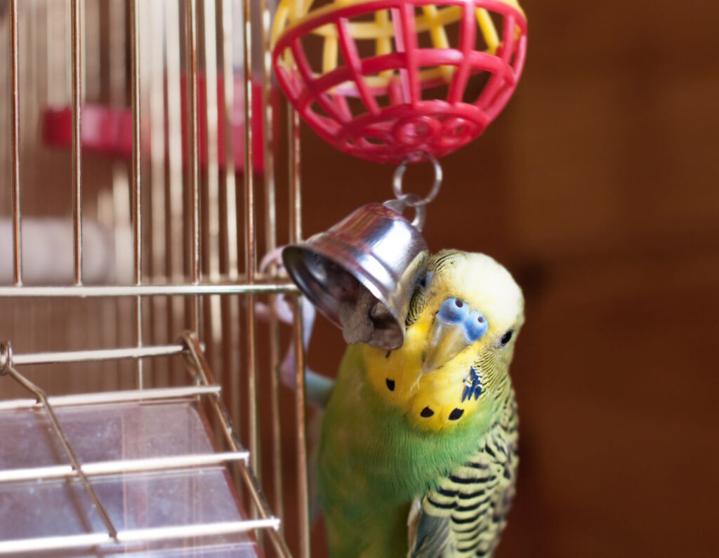 Das Foto zeigt einen Wellensittich mit einem Glöckchen