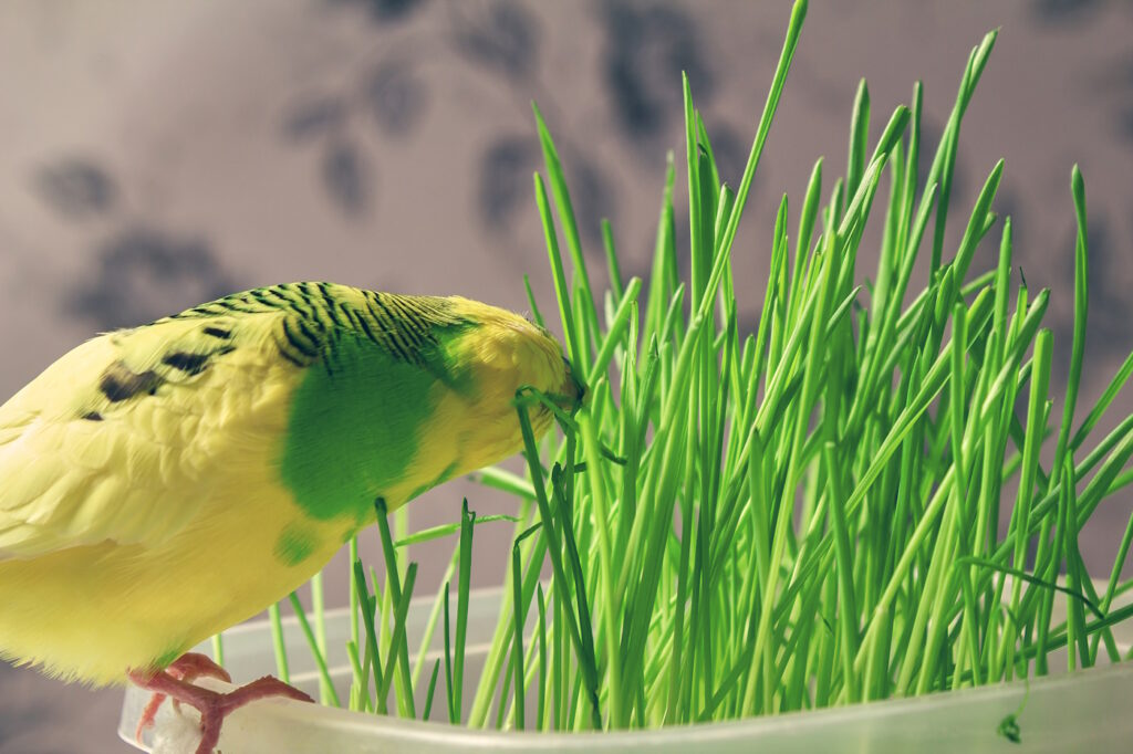 Das Foto zeigt einen Wellensittich mit Gras