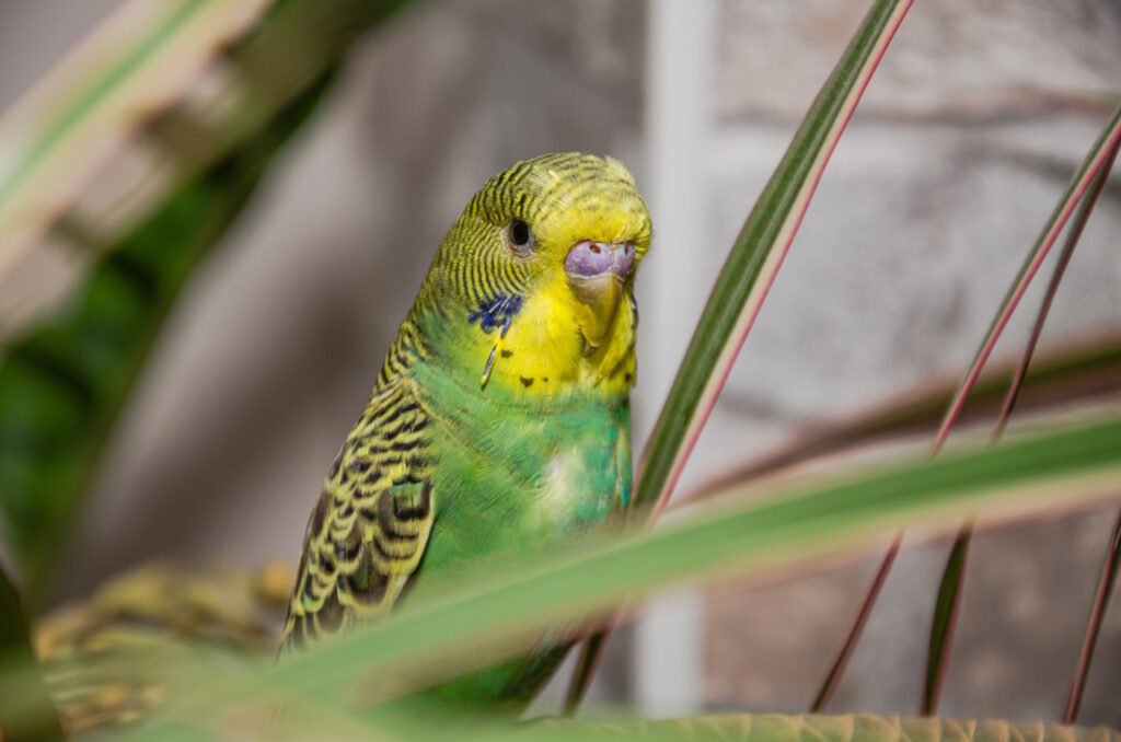 Das Foto zeigt einen Wellensittich