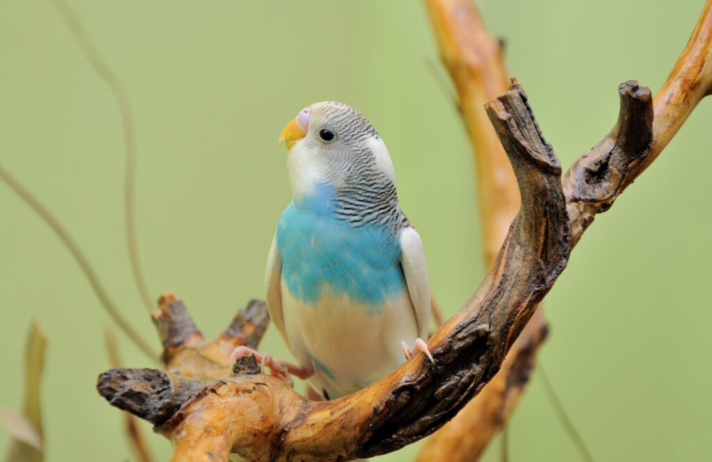 Das Foto zeigt einen Wellensittich auf einem Ast