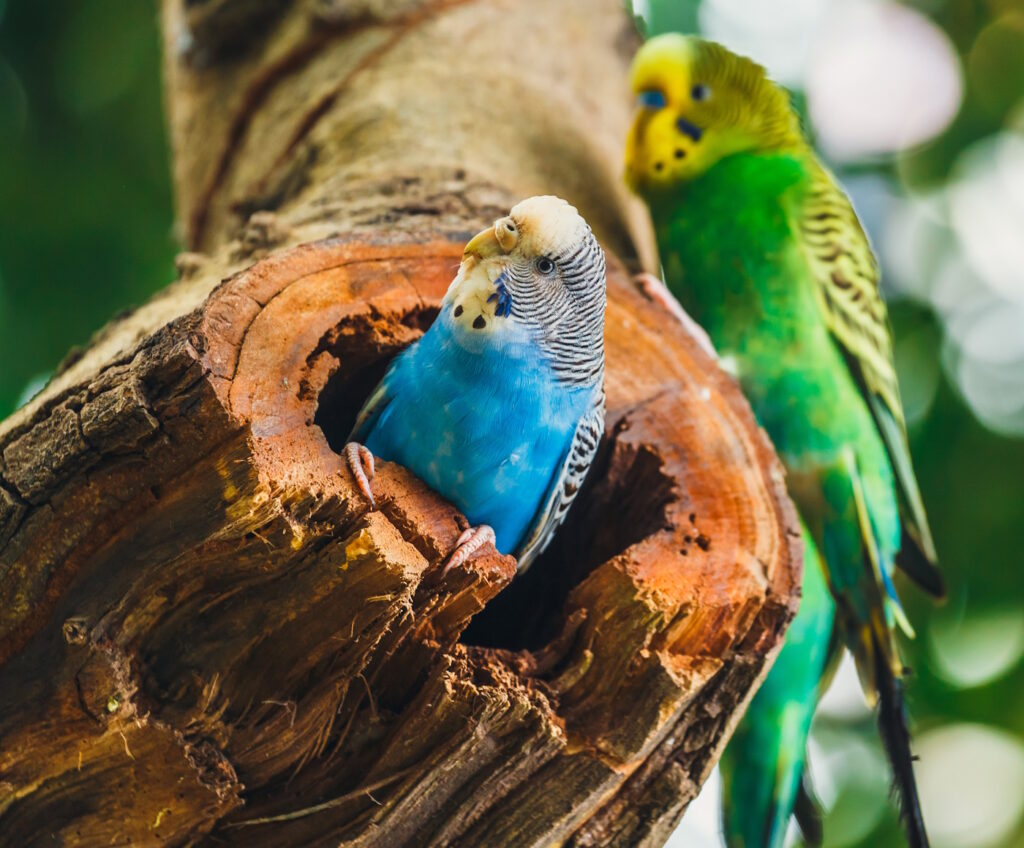 Das Foto zeigt einen Wellensittich in einem hohlen Baumstamm