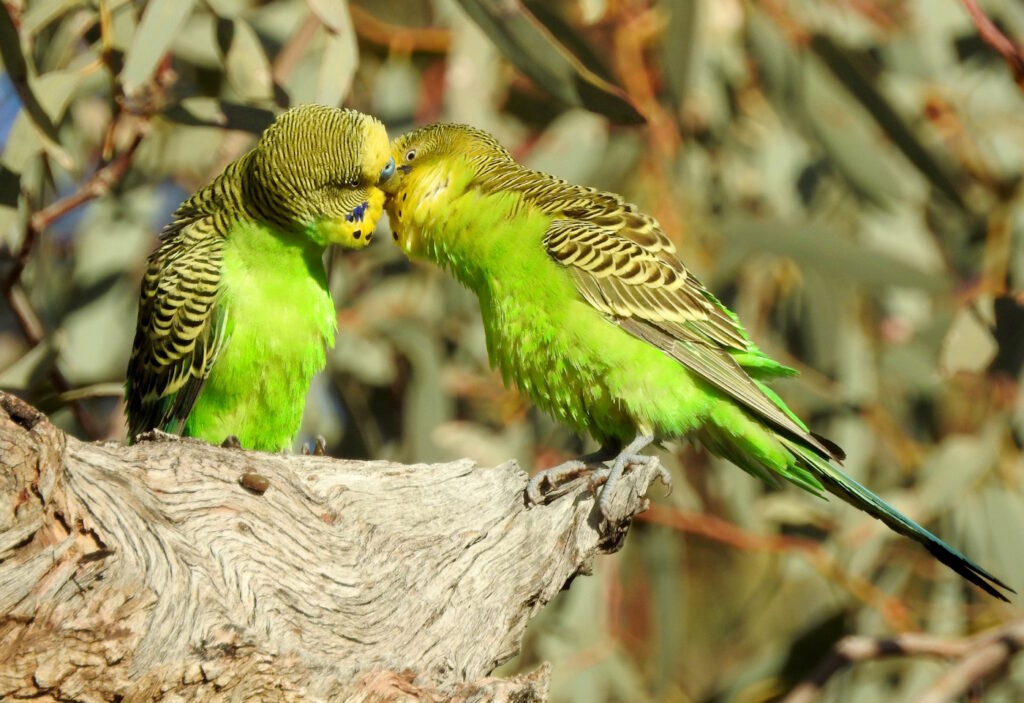 Das Foto zeigt zwei Vögel auf einem Baumstamm