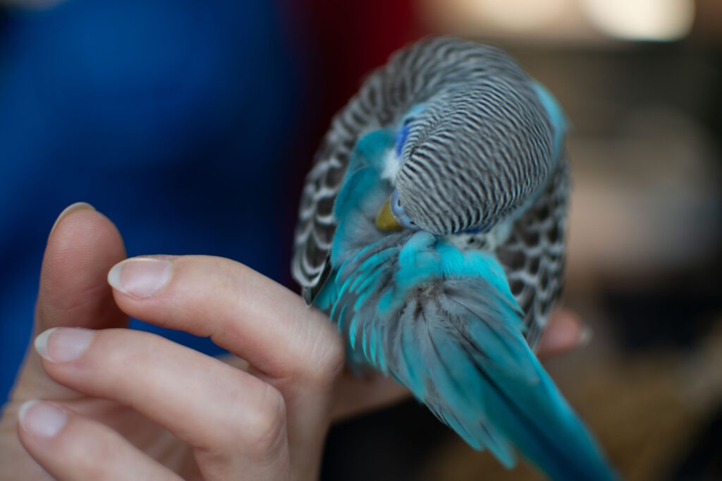 Das Foto zeigt einen Wellensittich der auf einem Finger schläft