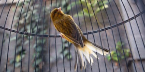 Das Foto zeigt einen Kanarienvogel
