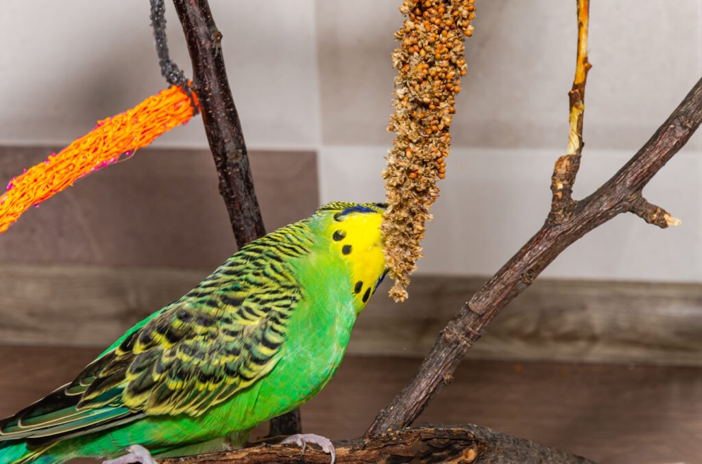 Das Foto zeigt einen Wellensittich der an einer Kolbenhirse knabbert