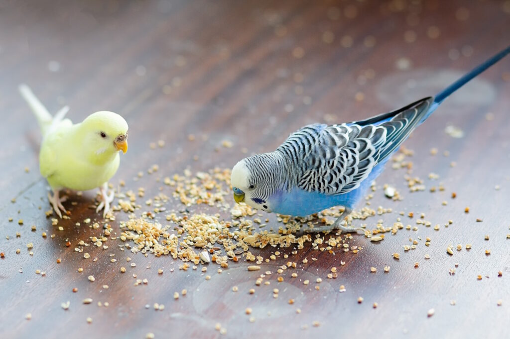 Das Foto zeigt zwei wellensittiche die K&ouml;rner picken