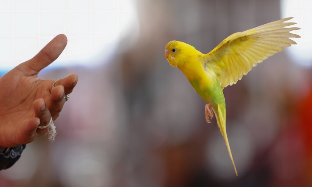 Das Foto zeigt einen fliegenden Wellensittich