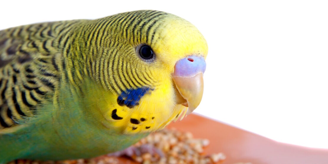 Das Foto zeigt einen Wellensittich in Nahaufnahme