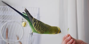 Das Foto zeigt einen Wellensittich der Kräuter aus der Hand frisst