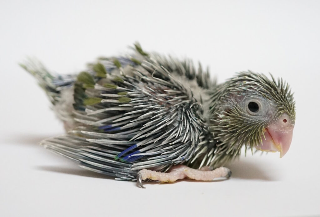 Das Foto zeigt ein Wellensittichküken