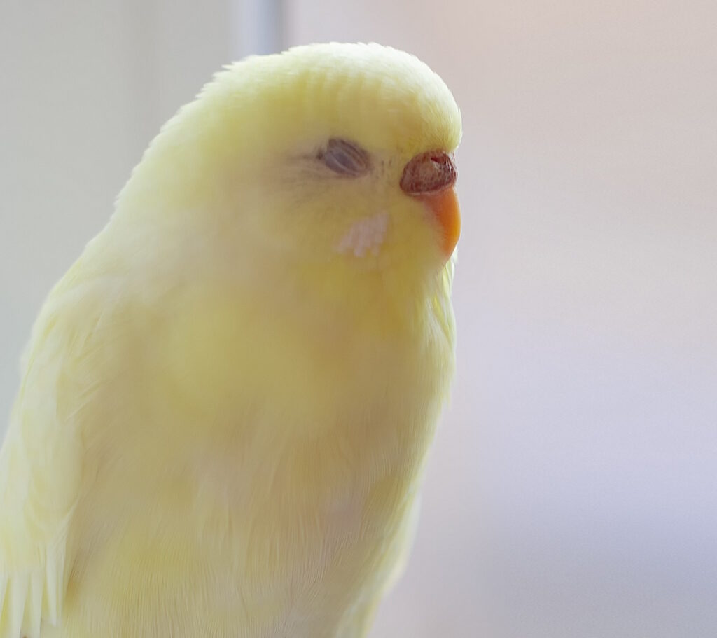 Das Foto zeigt einen gelben Lacewing Wellensittich