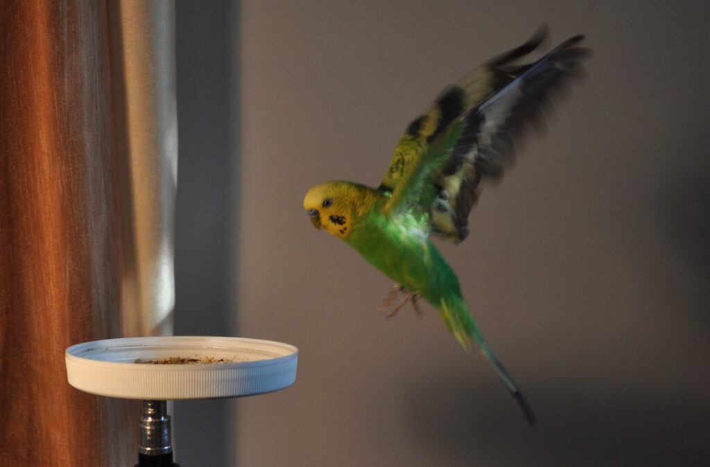 Das Foto zeigt einen fliegenden Wellensittich