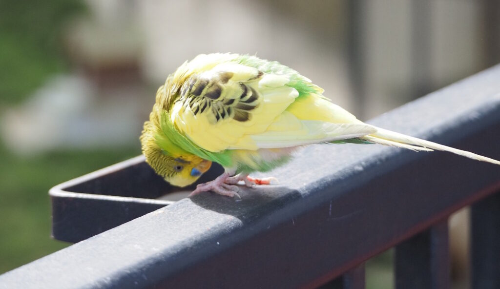 Das Foto zeigt einen Wellensittich auf dem Balkongel&auml;nder