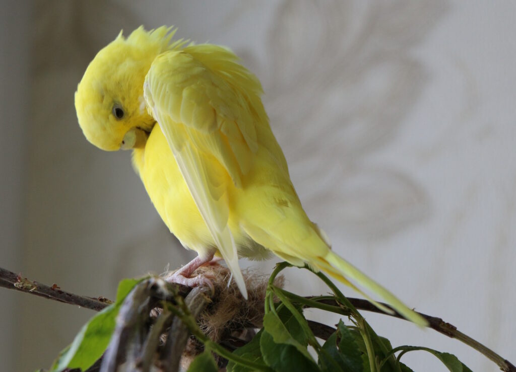 Das Foto zeigt einen Wellensittich der sich am Bauch putzt