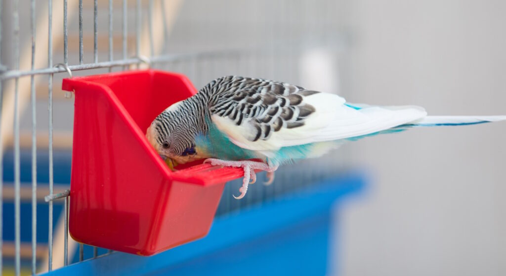 Das Foto zeigt einen Wellensittich der aus einem Behälter Körner pickt