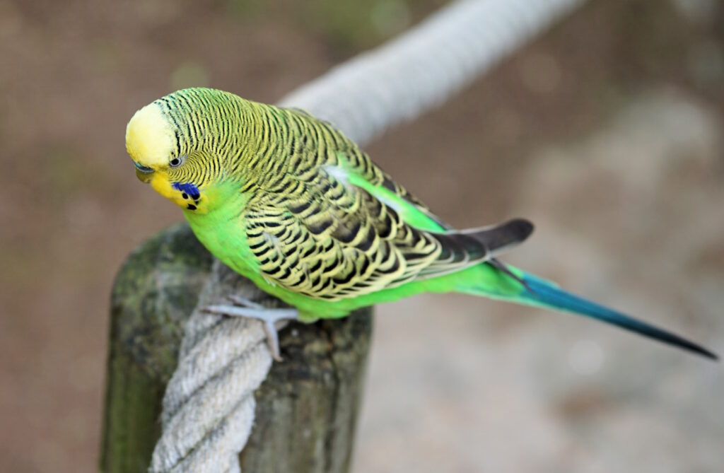 Das Foto zeigt einen Wellensittich auf einem Seil