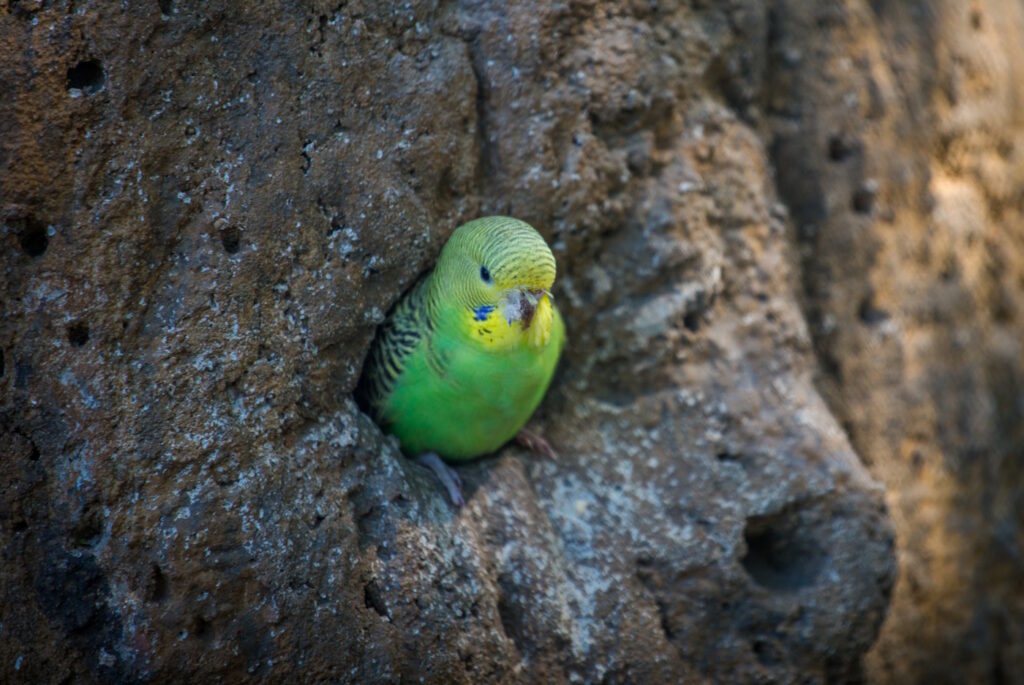 Das Foto zeigt ein Loch in einem Baum, in dem ein Vogel sitzt