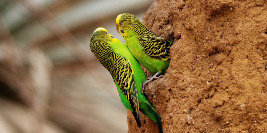 Das Foto zeigt zwei Wellensittiche in einem Loch in der Natur