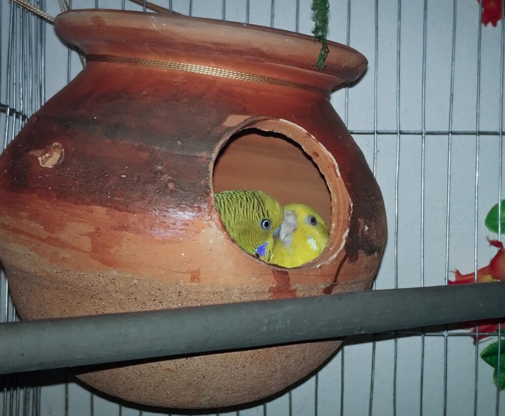 Das Foto zeigt Wellensittiche im Nistkasten