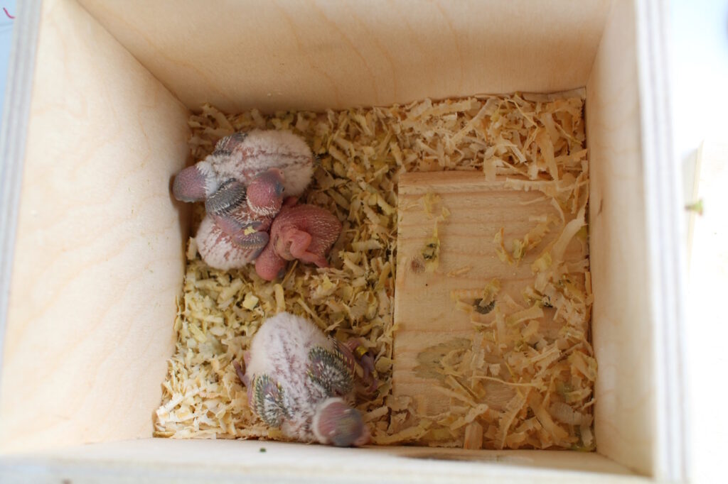 Das Foto zeigt Vogelbabys im Holznistkasten