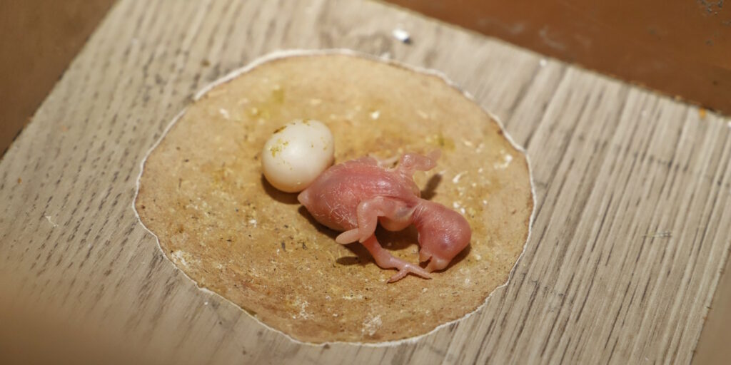 Das Foto zeigt ein Wellensittichbaby und ein Ei