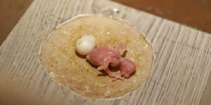 Das Foto zeigt ein Wellensittichbaby und ein Ei