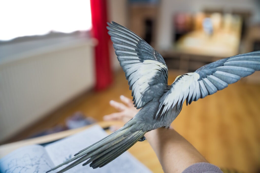 Das Foto zeigt einen fliegenden Wellensittich