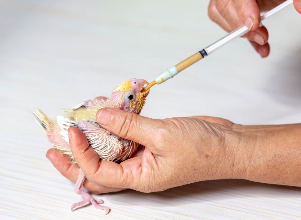 Das Foto zeigt ein Vogelbaby das mit einer Spritze gefüttert wird