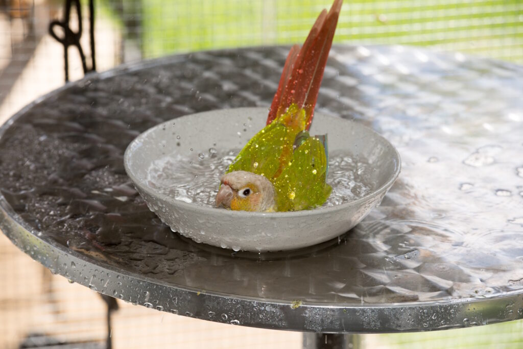 Das Foto zeigt einen Vogel, der in einer Schale badet