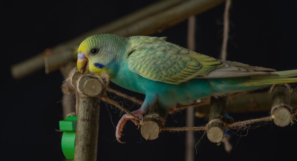 Das Foto zeigt einen Wellensittich auf einer Holzleiter