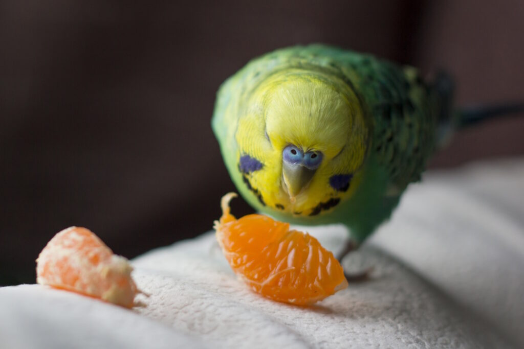 Das Foto zeigt einen Wellensittich der eine Mandarine pickt