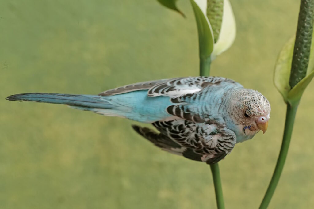 Das Foto zeigt einen Wellensittich auf einem Ast