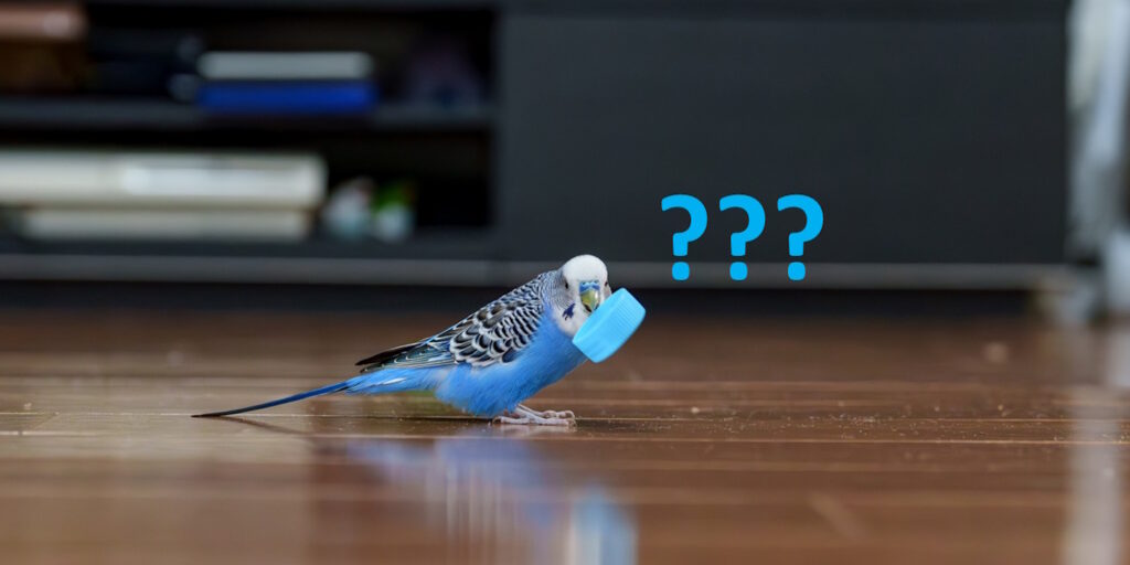 Das Foto zeigt einen Wellensittich mit einem Plastikdeckel im Schnabel