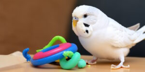 Das Foto zeigt einen weißen Vogel mit schwarzen Augen