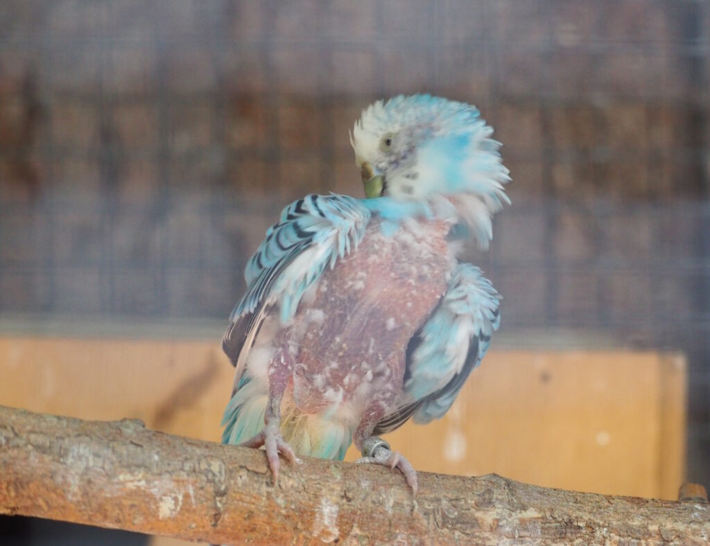 Das Foto zeigt einen Wellensittich mit sehr wenig Federn