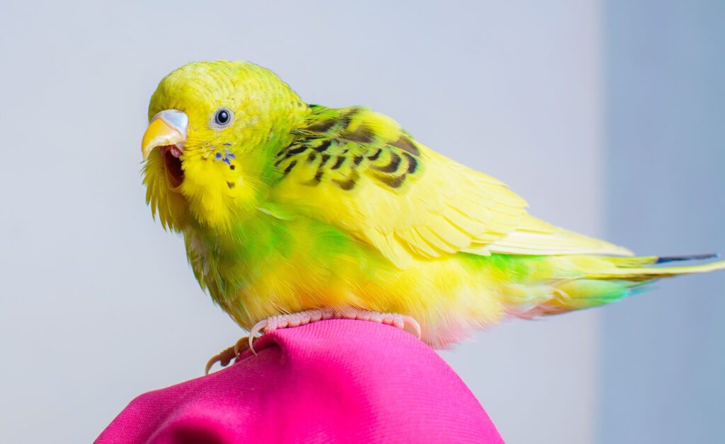 Das Foto zeigt einen singenden Vogel
