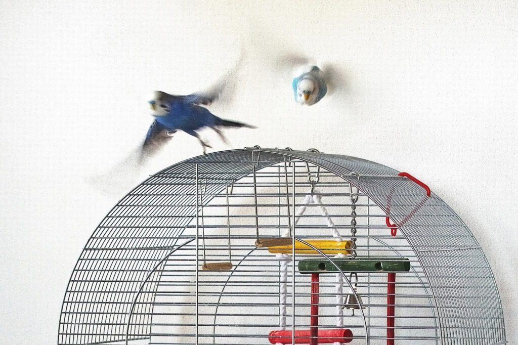 Das Foto zeigt zwei Wellensittiche die über ihrem Käfig fliegen