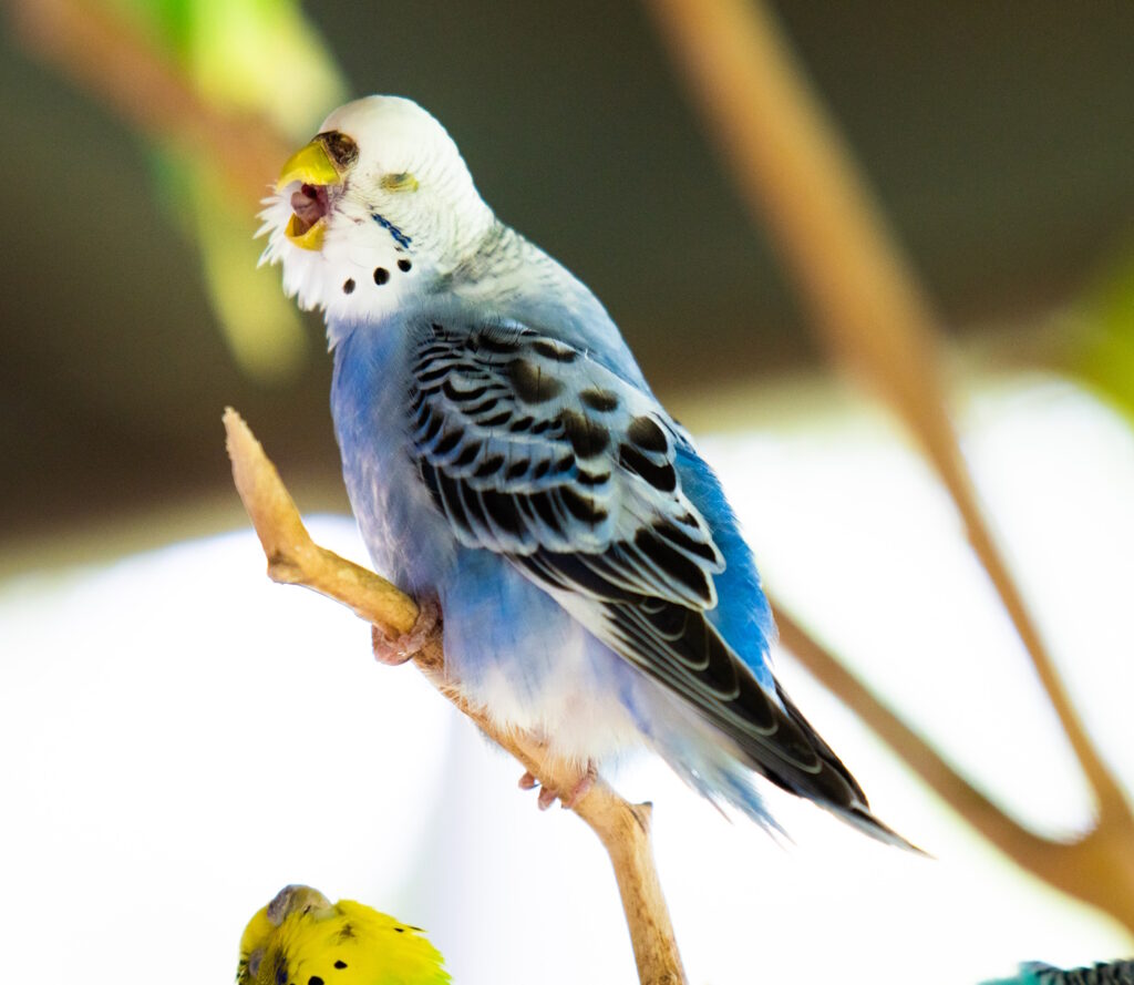 Das Foto zeigt einen Vogel mit offenem Schnabel