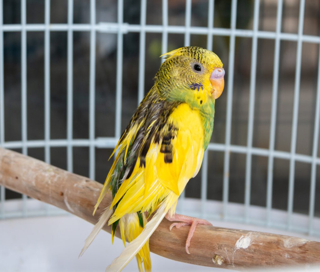 Das Foto zeigt einen Vogel mit struppigem Gefieder
