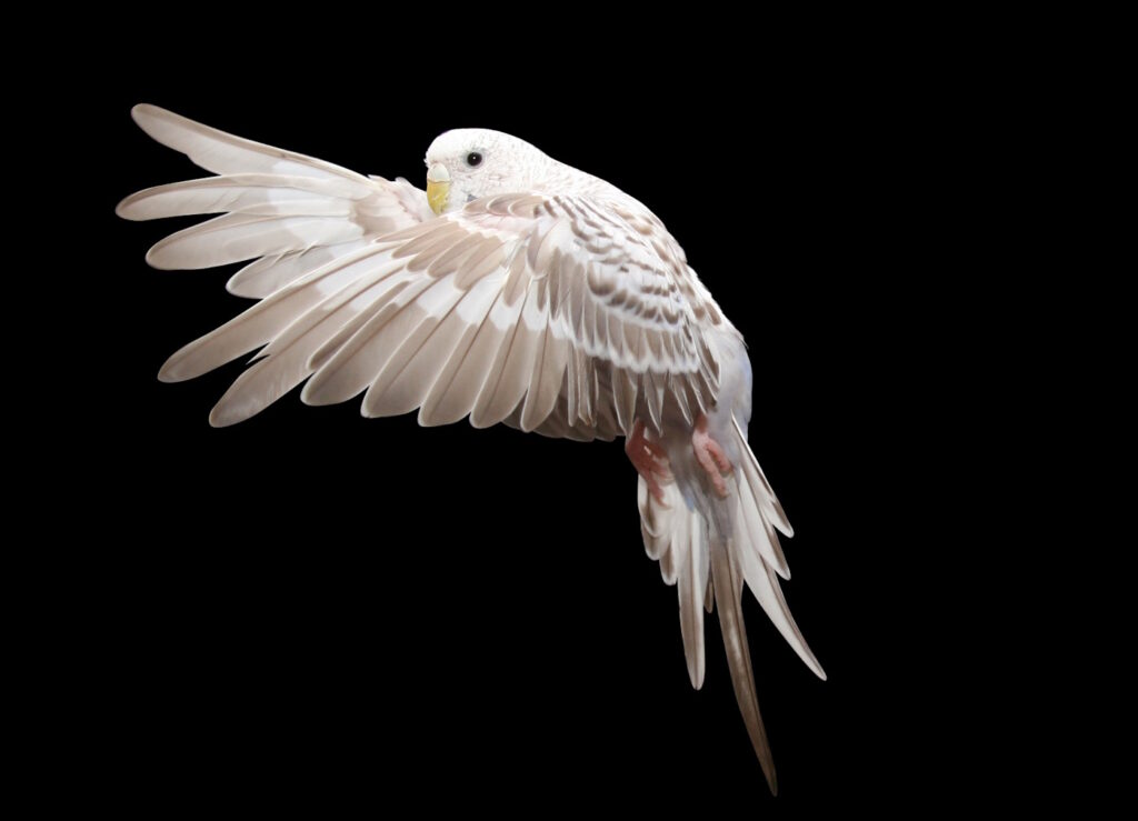 Das Foto zeigt einen fliegenden Wellensittich