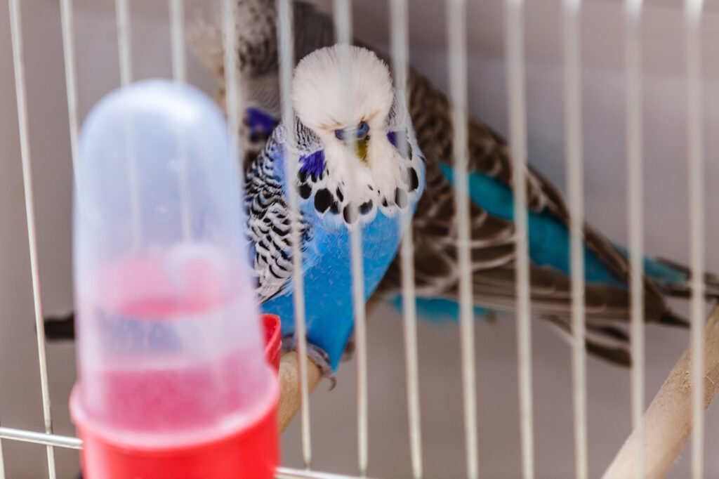 Das Foto zeigt eine Vogeltränke aus Plastik am Vogelkäfig