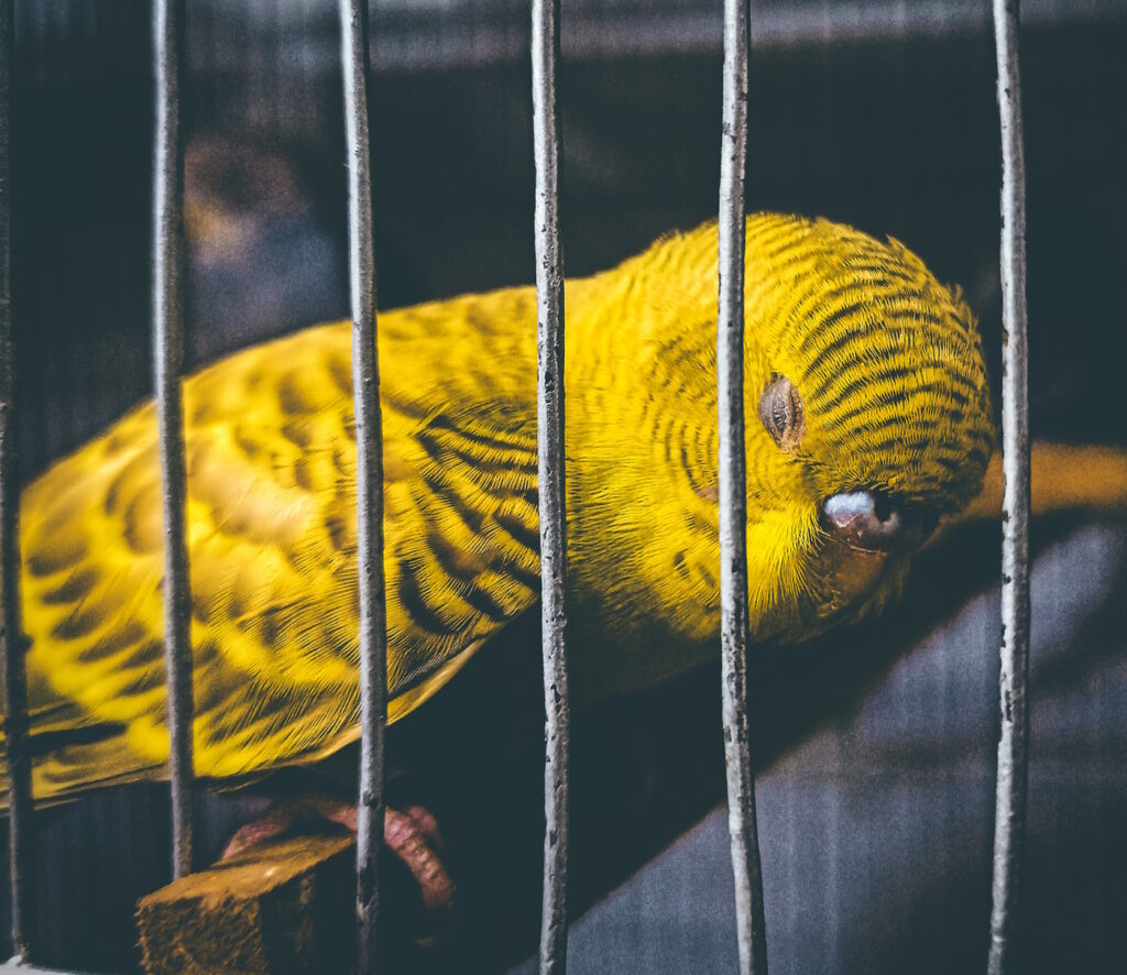 Das Foto zeigt einen Wellensittich in einem dunklen Käfig mit geschlossenen Augen